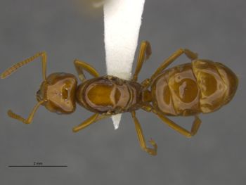 Media type: image;   Entomology 672635 Aspect: habitus dorsal